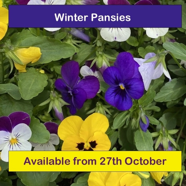 Garden Products (Plants delivered may)